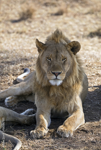 Beautiful lion king taken in Serengeti national park  Tanzania