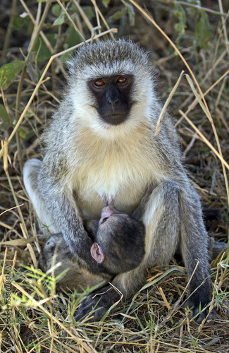 Female monkey with her baby sucking milk