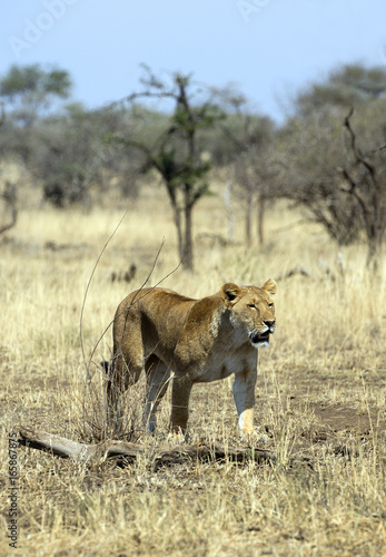 Lioness walking in Serengeti national park, Tanzania © gdvcom