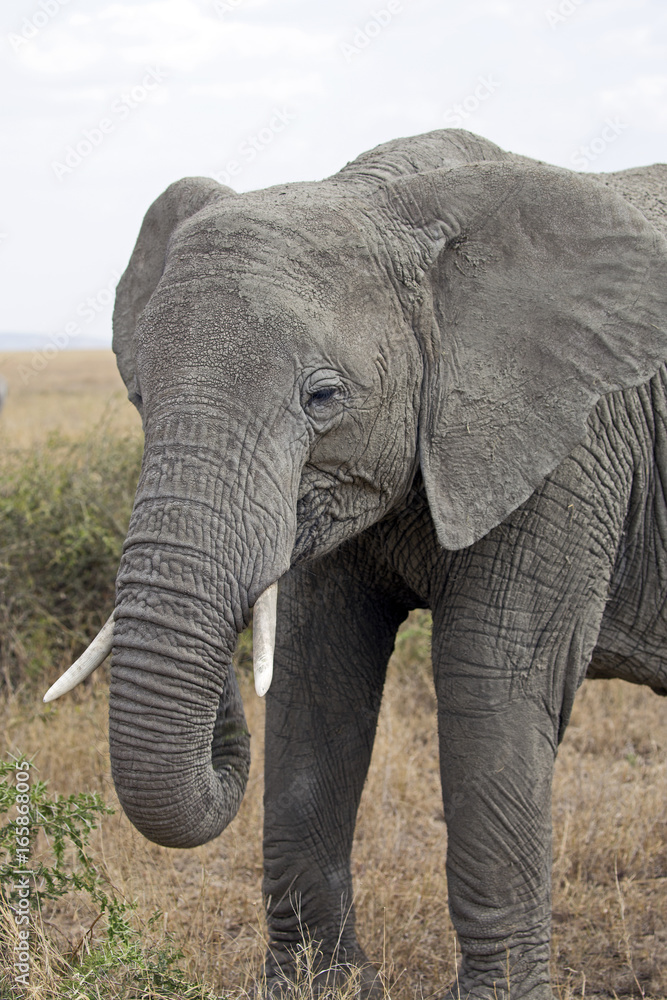 Fototapeta premium Closeup of a big elephant