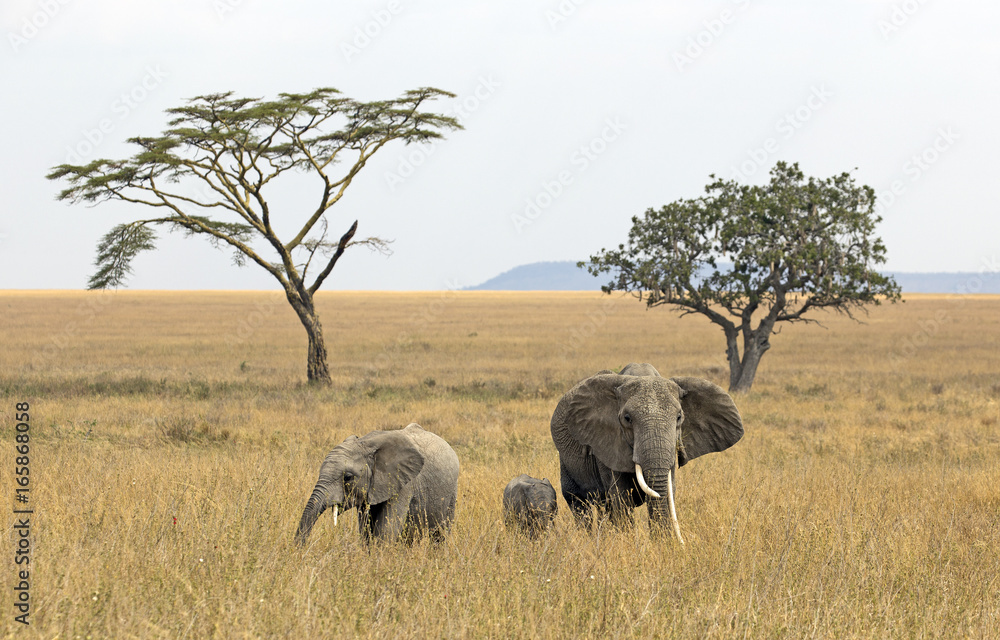 Group of elephants in Serengeti national park, Tanzania