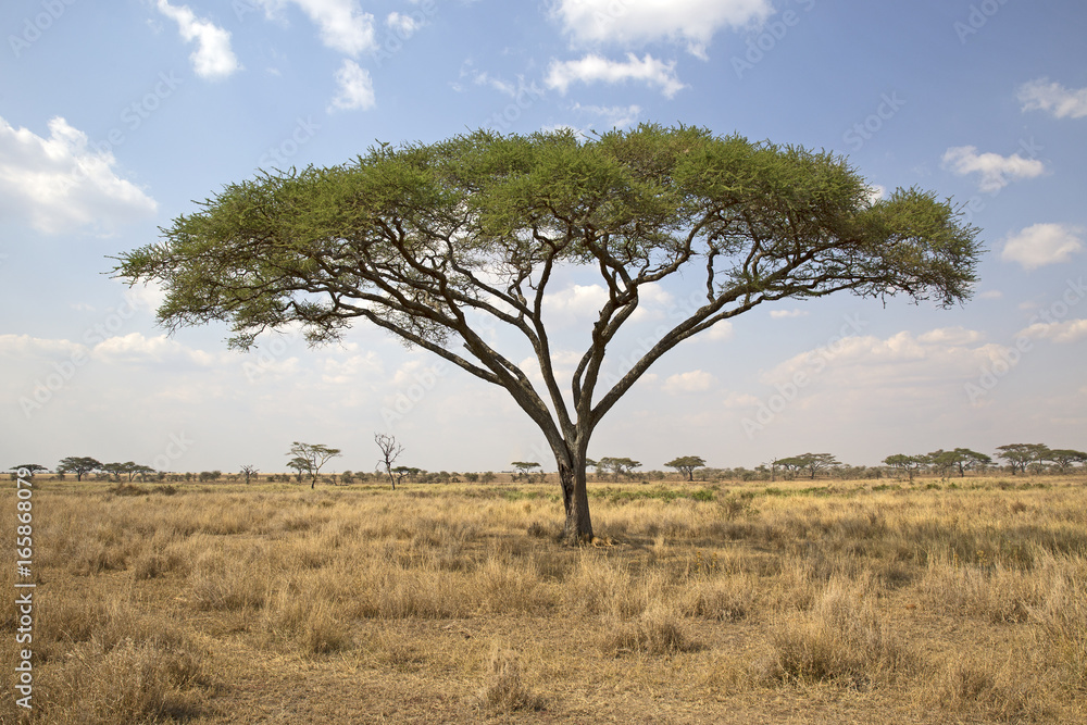 Umbrella tree in Serengeti national park, east africa