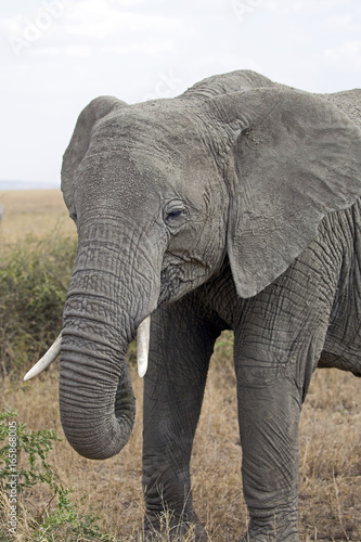 Closeup of a big elephant