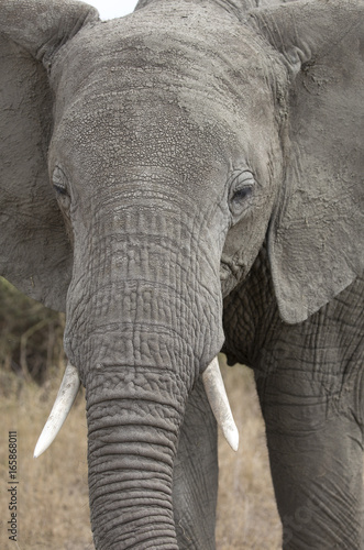 Closeup of a big elephant