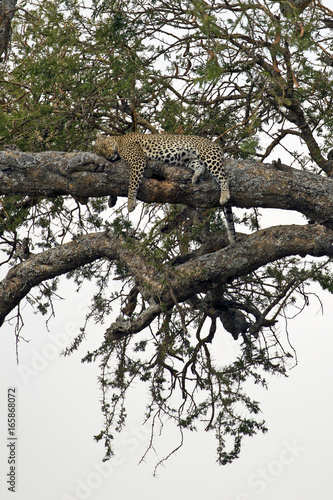 Leopard on a tree taken in Serengeti national park  Tanzania