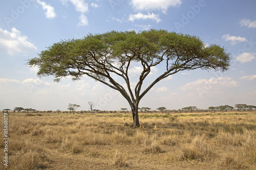 Umbrella tree in Serengeti national park, east africa