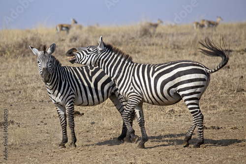 Group of wild zebras in Serengeti national park  Tanzania