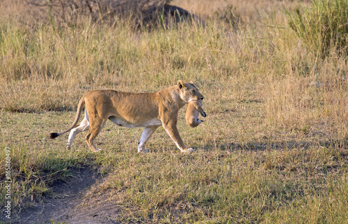 Lioness with baby in her mouth walking in Serengeti national park, east Africa