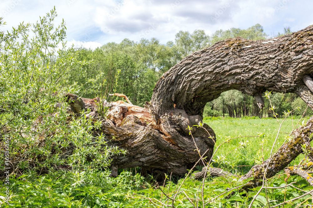 Broken fallen tree
Broken fallen tree