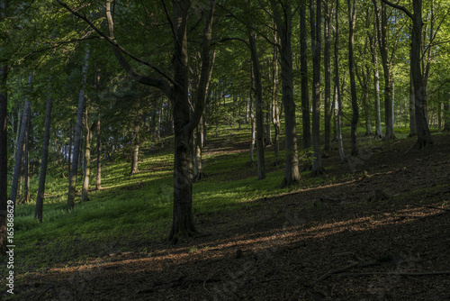 Big slope in dark leaf forest in summer © luzkovyvagon.cz