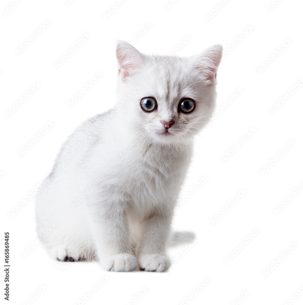 White kitten British shorthair. Color silver shaded.  Isolated on white background