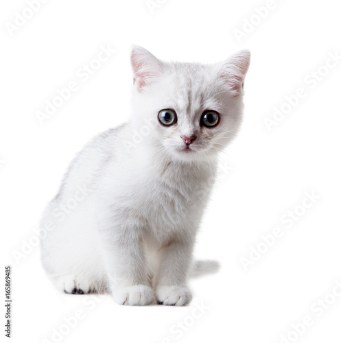 White kitten British shorthair. Color silver shaded. Isolated on white background