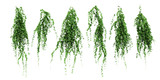ivy leaves isolated on a white background. Green ivy plant isolated.