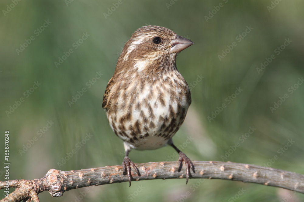 Purple Finch (Carpodacus purpureus) Purple Finch (Carpodacus purpureus)