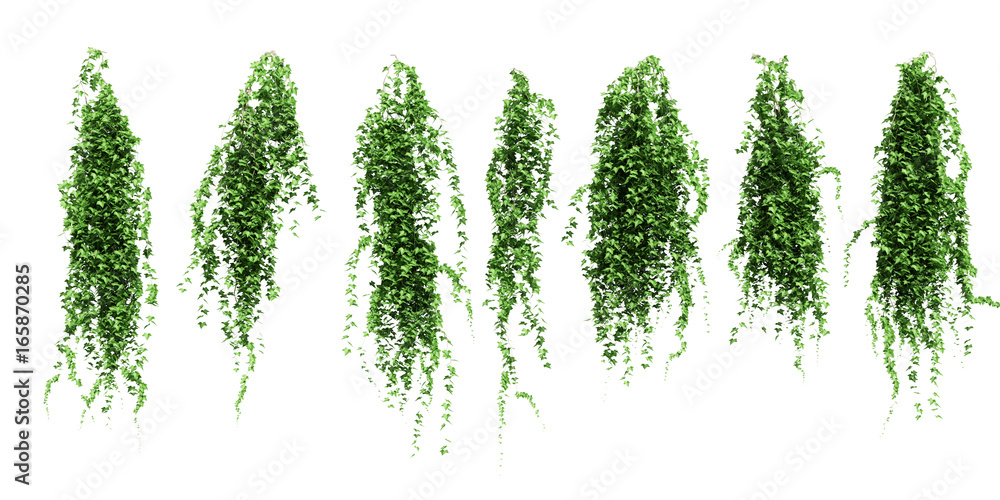 ivy leaves isolated on a white background.
Green ivy plant isolated. - obrazy, fototapety, plakaty 