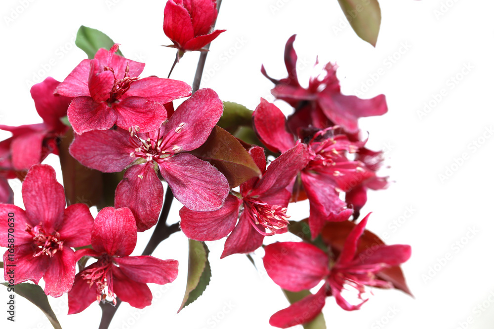 Chinese flowering crab-apple blooming Chinese flowering crab-apple blooming
