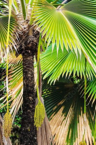 Close up image of a palm tree showing fan shaped leaves and yellow hanging fruit. photo