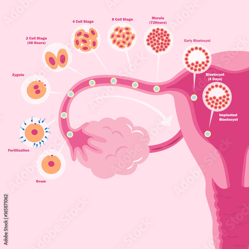 cute cartoon uterus