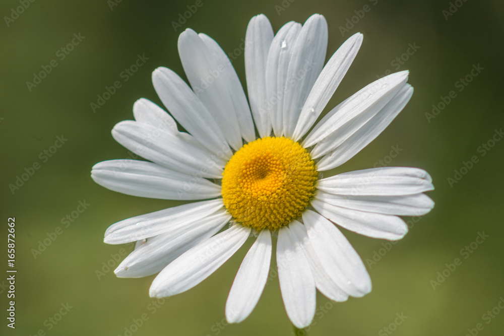 Daisy (Bellis perennis) Daisy (Bellis perennis)