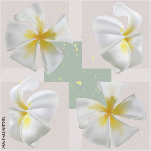 Plumeria or frangipani flowers background pattern. 