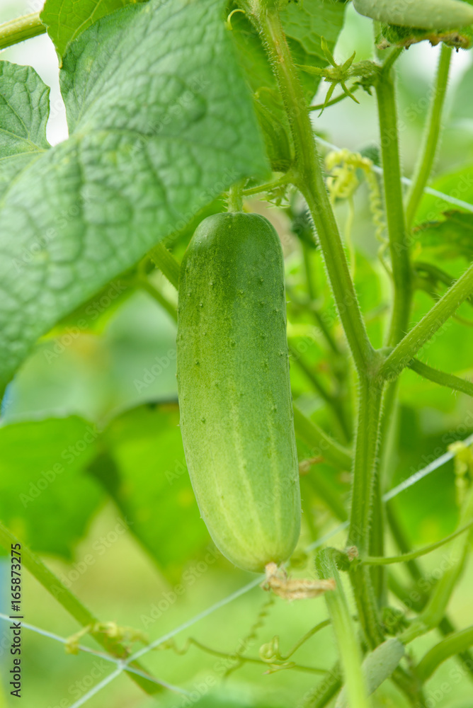 Obraz premium cucumber in garden