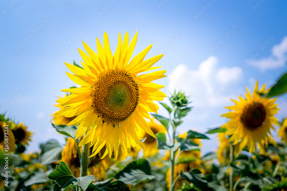 Yellow colorful blooming sunflowers and blue sky Yellow colorful blooming sunflowers and blue sky