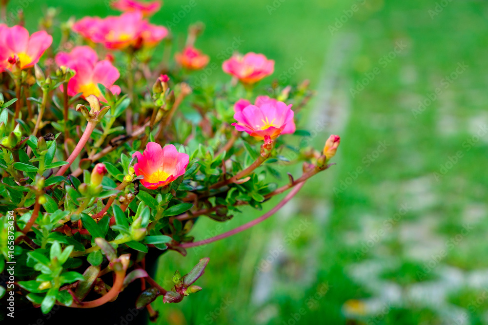 Pink flower selectived focus with blur background Pink flower selectived focus with blur background