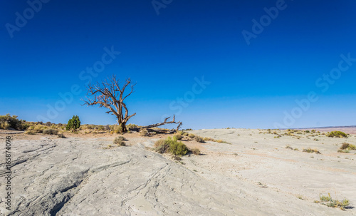 Dried tree and desert landscape of Utah, USA © konoplizkaya
