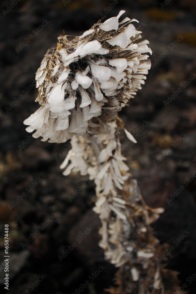 Flor congelada en el Nevado de Toluca Flor congelada en el Nevado de Toluca