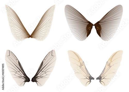 wings insect