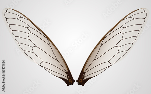 Wings of insect