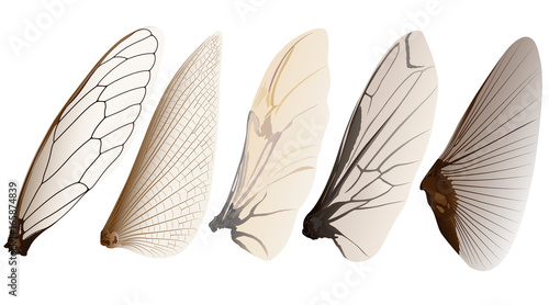 insect wings