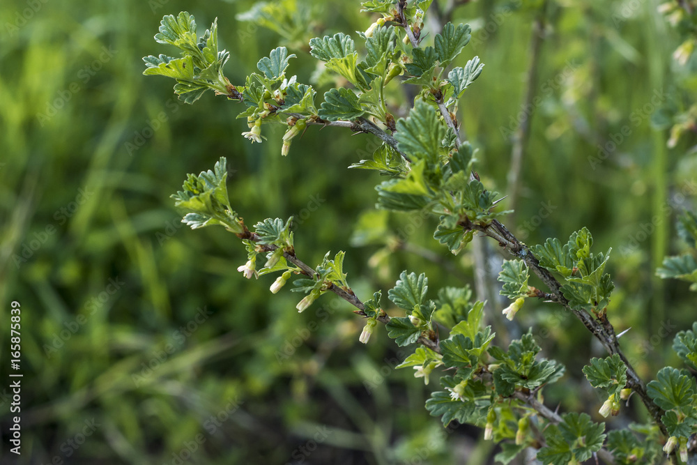 Fresh unripe growing young gooseberries on branch of gooseberry bush in the fruit garden organic growing Fresh unripe growing young gooseberries on branch of gooseberry bush in the fruit garden organic growing