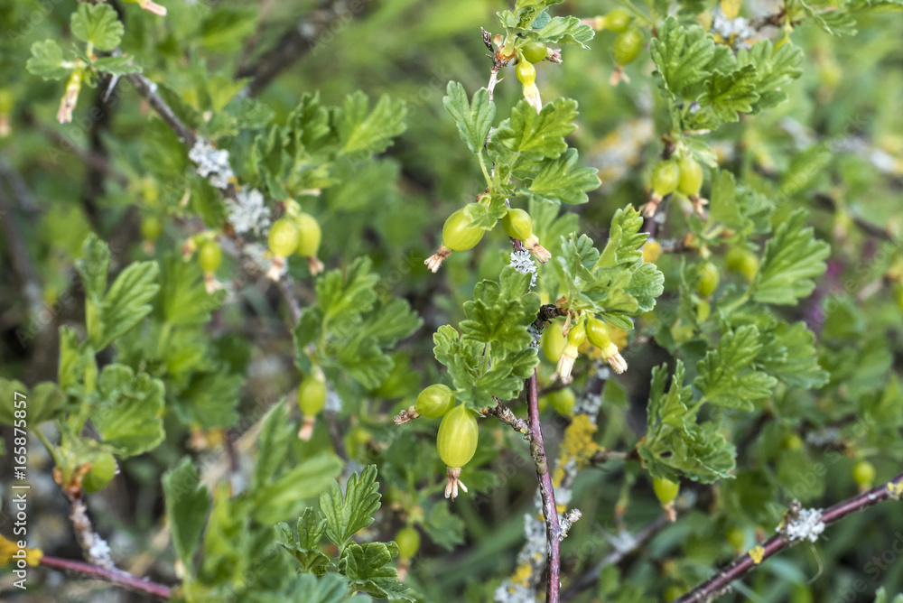 Fresh unripe growing young gooseberries on branch of gooseberry bush in the fruit garden organic growing Fresh unripe growing young gooseberries on branch of gooseberry bush in the fruit garden organic growing