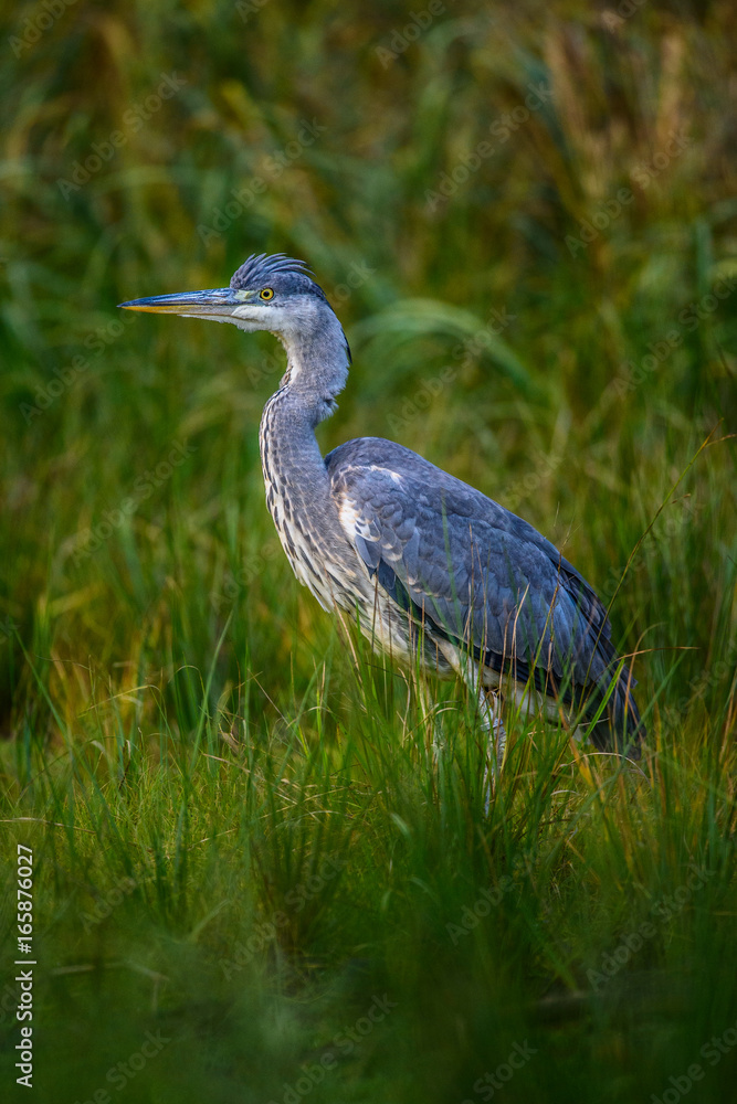 Fototapeta premium Grey heron (Ardea cinerea)