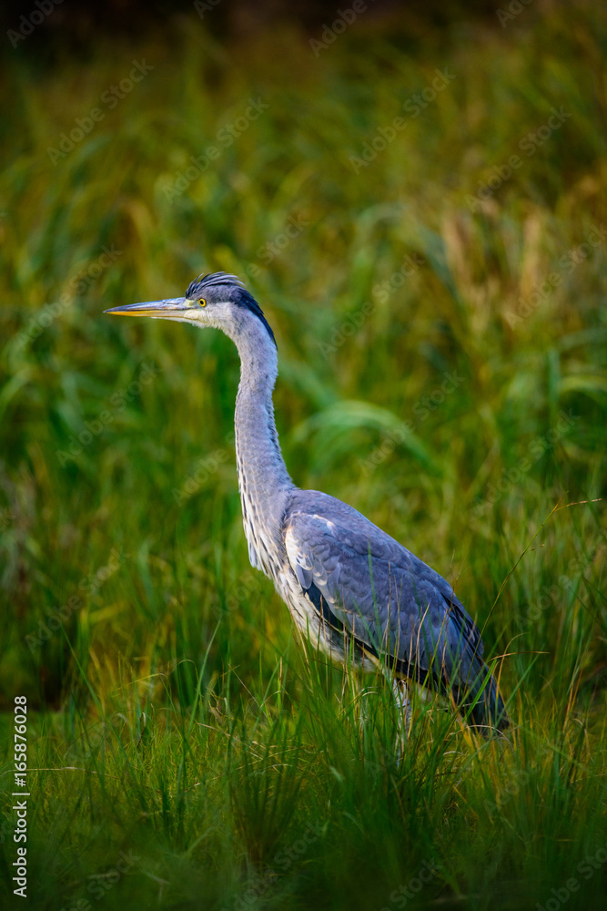 Fototapeta premium Grey heron (Ardea cinerea)