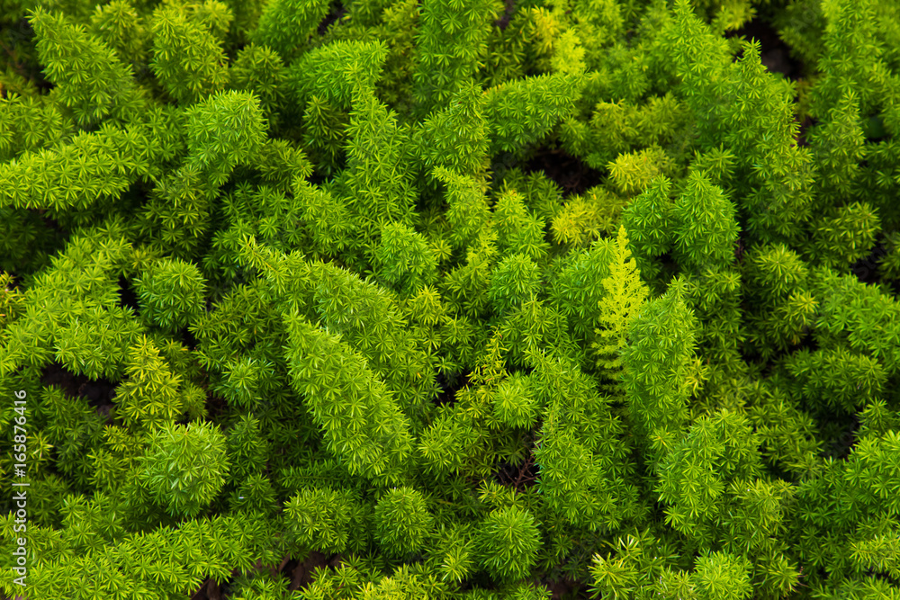 Mountain pine - closeup view of dwarf pine tree