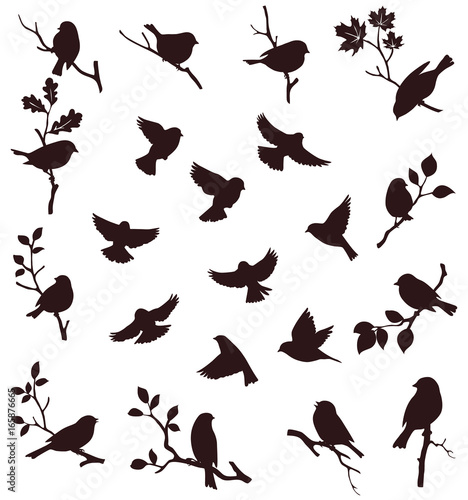 Vector set of bird and twig silhouette photo
