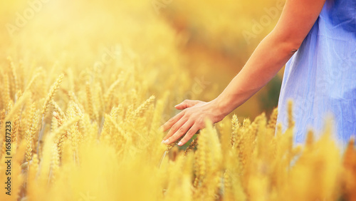 Woman hand touching golden wheat