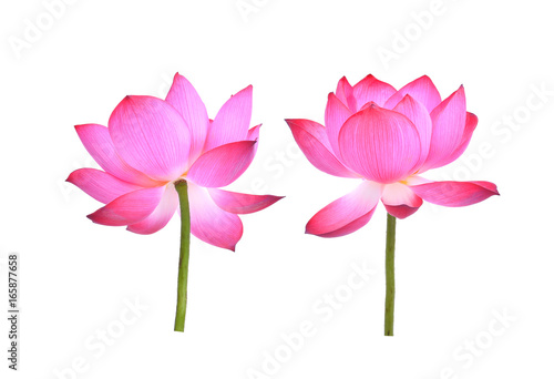 Fototapeta Naklejka Na Ścianę i Meble -  pink lotus petal flower isolated on white background