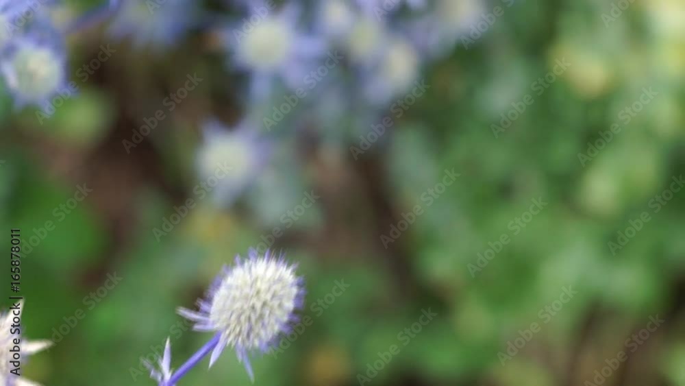 Silberdistel Küchen Kraut Silberdistel Küchen Kraut