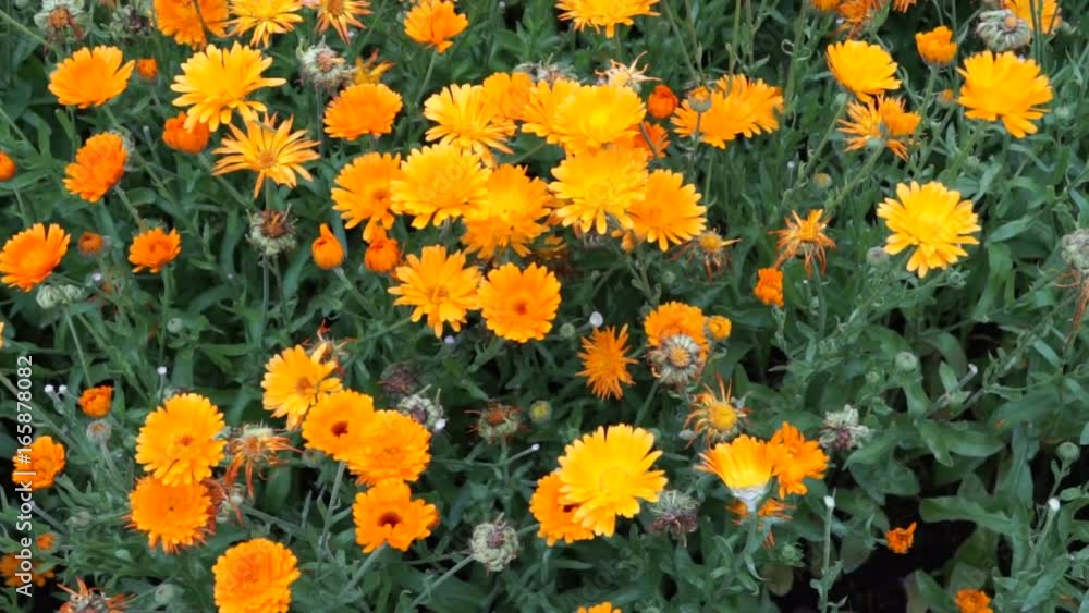 Calendula Ringelblume in Zollikon in der Schweiz Calendula Ringelblume in Zollikon in der Schweiz