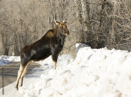 Bull moose on snow bank photo