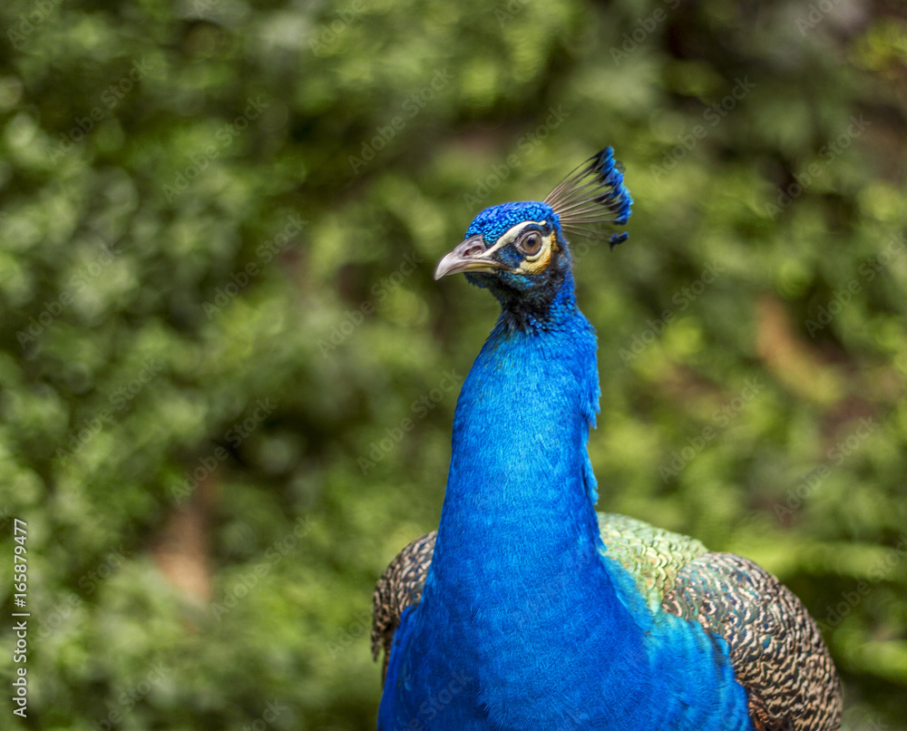 Fototapeta premium Peacock 