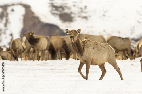 Cow elk in deep snow in winter on National Elk Refuge