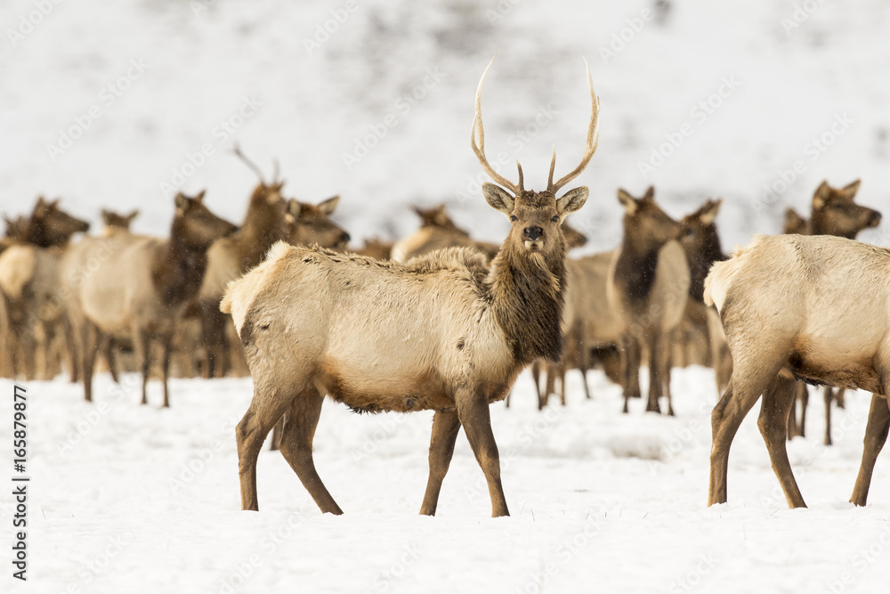 Obraz premium Young bull elk in deep snow in winter on National Elk Refuge