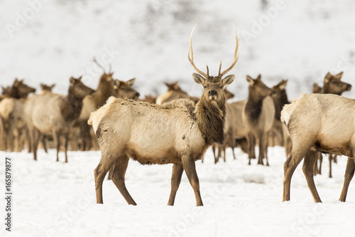 Young bull elk in deep snow in winter on National Elk Refuge