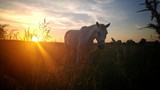 Horse in the field. Beautiful sunset in the wild nature