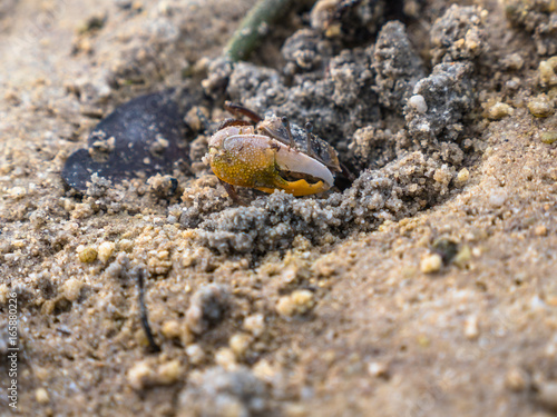 colorful crabs living on the beach