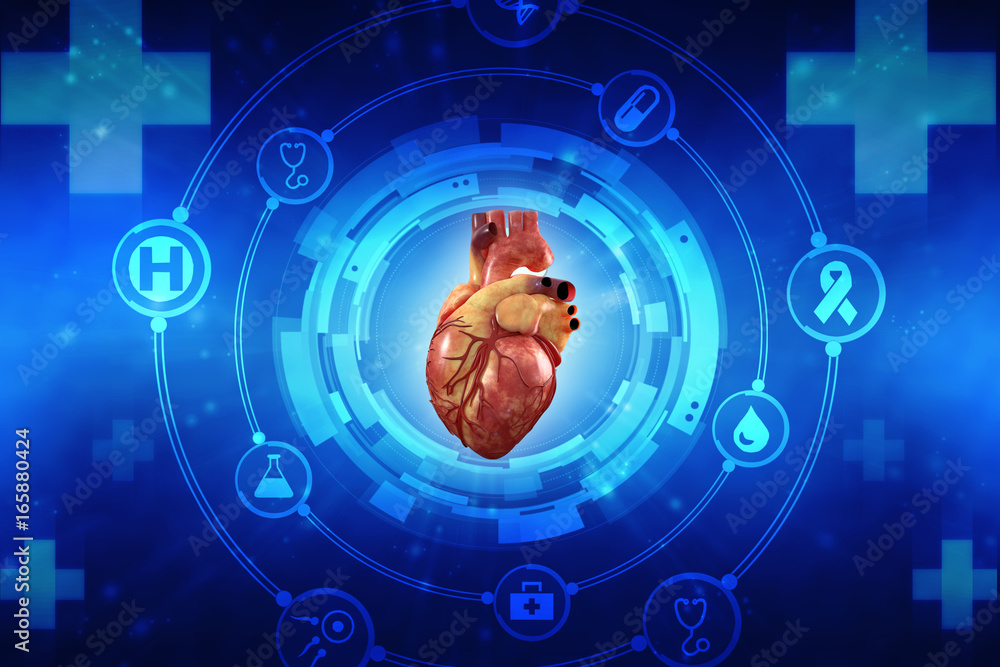Obraz premium 3d Anatomy of Human Heart 